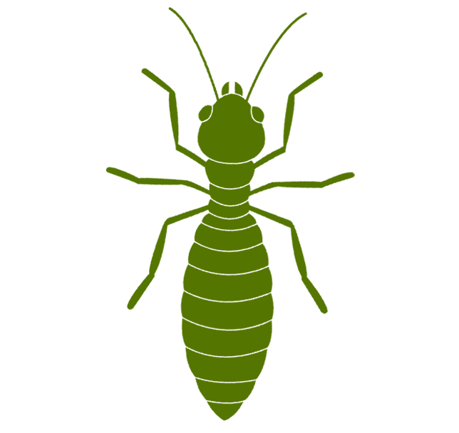 Termita